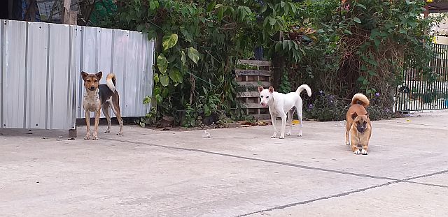 Thai Hunde